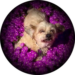 Victoria The Little Dog In Purple FLowers